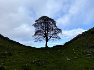 My walk to Sycamore Gap and some thoughts